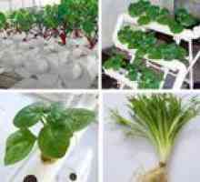 Cultivarea verde la domiciliu cu hidroponie
