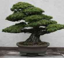 Creșteți bonsai acasă