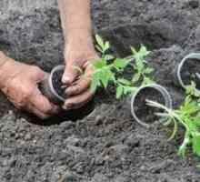 Plantarea răsadurilor de tomate în luna mai în teren deschis