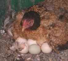 Exploatarea ouălor de pui. Cât timp să stai pui înainte de apariția puiilor