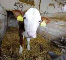 Sacrificarea bovinelor la fabricile de prelucrare a cărnii. Selectarea de vaci care pot fi ucise