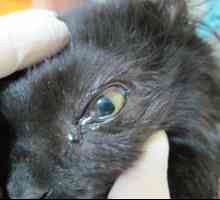 Boala oculară la pisici: tipuri de boli, simptome și tratament