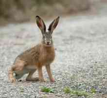Hare: cum se hrănește, cum supraviețuiește în natură