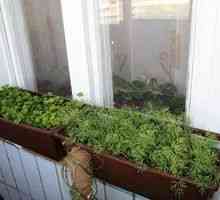 Verdeața pe pervazul ferestrei este o grădină pe tot parcursul anului!