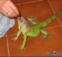 Un iguane verde sau obișnuit la domiciliu