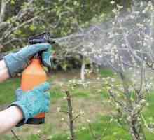 Vitriol de fier: aplicarea și prelucrarea primăvară a copacilor