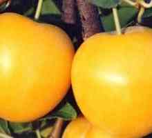 Galben prune auto-fertilizante: cele mai comune soiuri