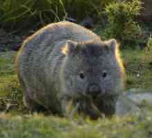 Animal wombat: descriere, specie și comportament