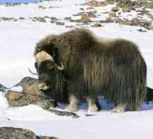 Animale care trăiesc în deșertul rece al Arcticii