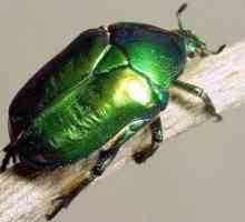 Beetle bronzovka: trăsături, larve și răni ale unui gândac verde