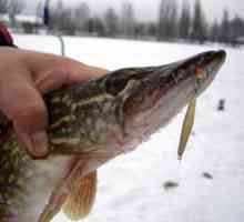 Pescuitul de iarnă pentru stiuca: o alegere din cea mai capturată momeală