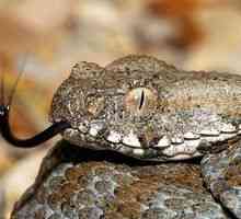Snake gyurza - un mod de viață, nutriție, reproducere - gyurzy otrăvitoare