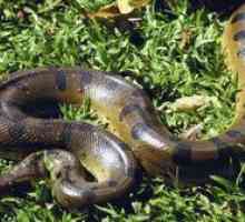 Snake python - cum arată, fie că este otrăvitoare sau nu