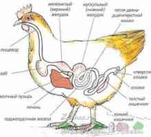 Goiter la păsări: boli și gâscă