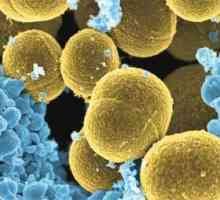 Staphylococcus aureus: cauze și căi de infectare, tratament