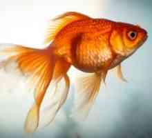 Goldfish: specii, reproducere, conținut