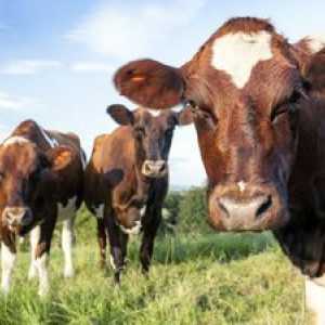 Ayrshire rasă de vaci, descriere, descriere