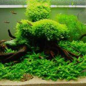 Plante de acvariu: fotografii, specii de plante pentru acvariu