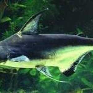 Acvariu rechin catfang pangasius