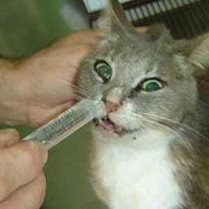Alergiile la pisici - cauze, simptome, tratament
