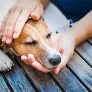 Alergii la câini: simptome, diagnostic, tratament, prevenire