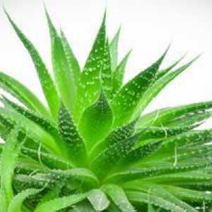 Aloe: proprietăți medicinale și contraindicații