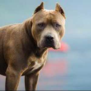 American Black Pit Bull Terrier - un câine ucigaș sau un partener?