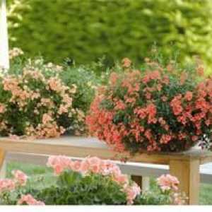 Ampelnye flori pentru balcon și grădină: nume și fotografii