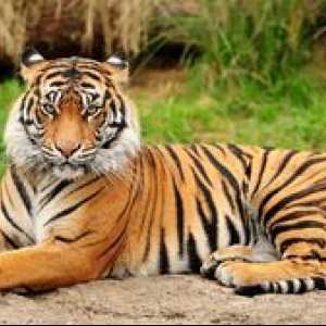Amur tigru - o pisică imensă din paginile cărții roșii