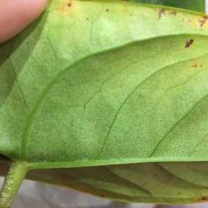 Anthurium: boli ale frunzelor din fotografie, cum se tratează planta