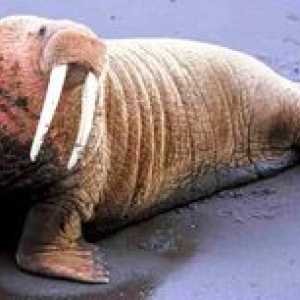 Atlantic walrus: unde locuiește și ce se hrănește?