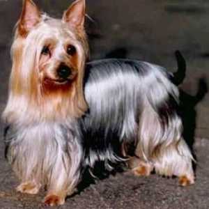Australian silky (mătăsos) terrier
