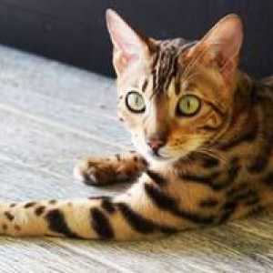 Pisica leoparda din Asia, asemanatoare cu cea a leopardului: continut