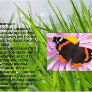Butterfly Admiral: descriere, formă vernală, caracteristică speciei