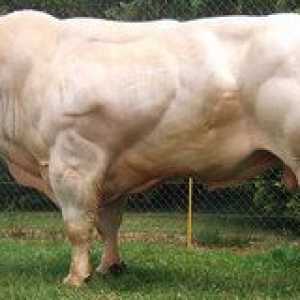 Rasa albastră belgiană de vaci