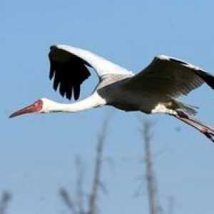 Crane alb macara siberiana: descriere, habitat