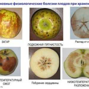 Boli ale mărului: tratament și măsuri preventive