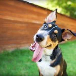 Bolile câinilor: soiuri, simptome și tratament