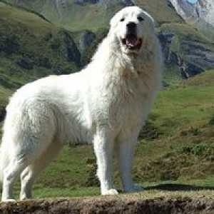 Marele câine de munte din Pirinei - descrierea rasei