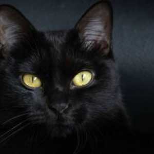 Pisica din Bombay: o descriere a rasei pantherilor domestici