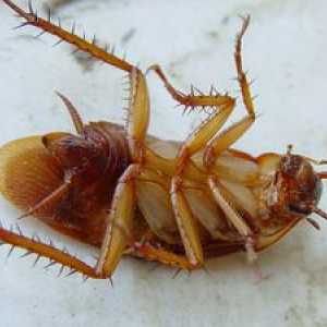 Acid boric în lupta împotriva gândacilor
