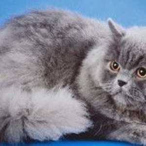 Pisica britanica cu pisici cu pisici lungi si pisoi - standarde si continut