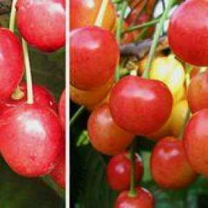 Bryansk roz cireș: o descriere a soiului, îngrijire, comentarii