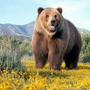 Ursuleț urs: unde trăiește, ce are și la ce se hrănește