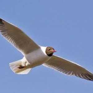 Pescărușul: este o pasăre migratoare sau nu?