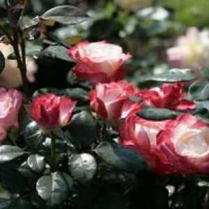 Hybrid Nostalgia Rose: Sfaturi pentru îngrijire, plantare și tratament