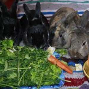 Odată ce nu puteți hrăni iepurii și ce puteți adăuga la alimentele voastre