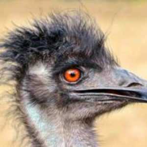 Ce este neobișnuit cu emu, în care trăiește pasărea