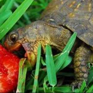 Ce trăiesc țestoasele în natură și acasă