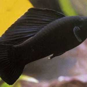 Black Beauty - moliezie de pește de acvariu. Îngrijire și îngrijire